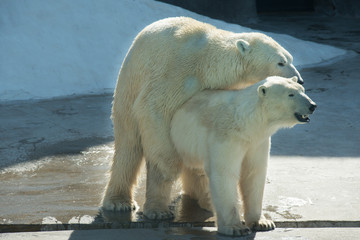 polar bear