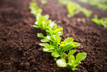Organic salad growing in the garden