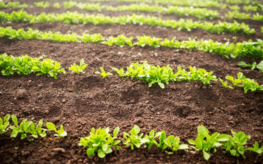 Green Salad field on a farm