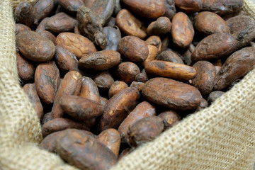 Toasted cacao beans