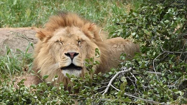 HD Video of one male lion laying in brush sleeping then lifts head and starts roaring. Male lions spend 18 to 20 hours a day sleeping, and following a large meal, lions may even sleep up to 24 hours