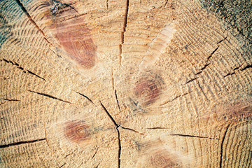 Sawn off logs exposing cross-section with cracks. Closeup. Texture of background. - obrazy, fototapety, plakaty