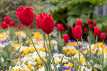 Planten un Blomen