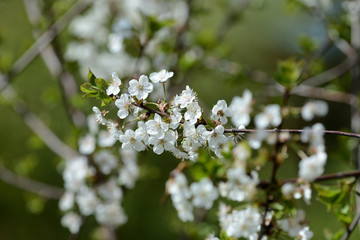 Beautiful cherry tree blooming on a bright spring day