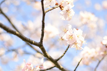 桜色づく