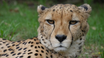 front view of a cheetah close-up