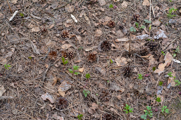 Ground in the forest with old leaves, needles, cones and young green shoots.