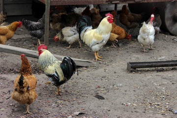 Chicken farm. Two big beautiful cocks. Yellow and green feathers, red comb. Around the chicken are red, red and black and with a bare neck. The yard is surrounded by a wooden fence, buildings. Yard ca