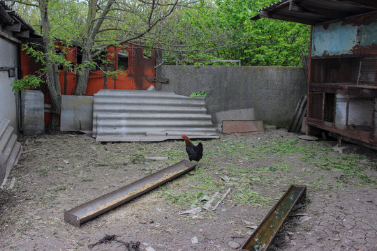 Chicken farm. Chicken with black feathers. The yard is surrounded by a wooden fence, buildings. Yard capacity, trough, grain, feed, wood perch. Trees with green leaves. It's spring. Village.