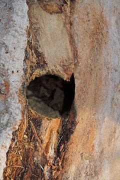 Nisth&ouml;hle