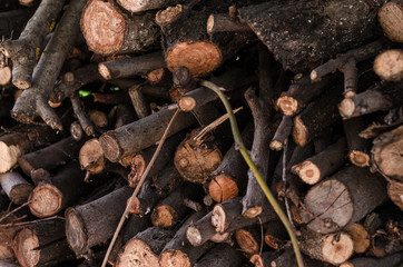 Firewood harvested for heating in winter.