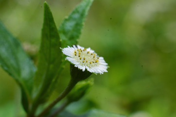 Flowers are white, like sunflowers with very small sizes