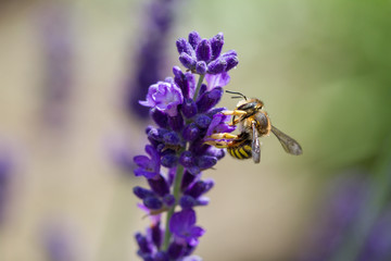 bee on a blooming lavender