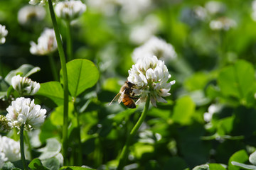 クローバーの白い花とミツバチ