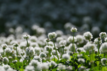 クローバーの白い花