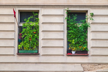 Fototapeta na wymiar Tomatenpflanzen in einem Fenster