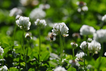 クローバーの白い花とミツバチ