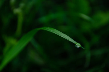 Morning dew