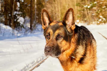 Dog German Shepherd on the railway road in a winter day