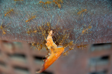 Obraz premium Red ants are helping to transport food to its nest.