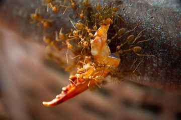 Red ants are helping to transport food.