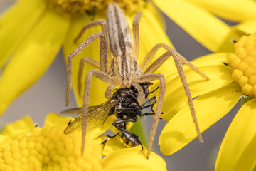 spinne mit beute