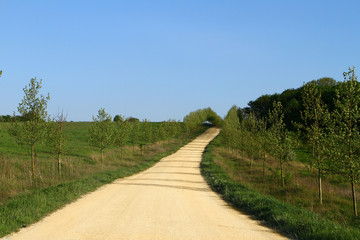 Fototapeta na wymiar Yellow sand road on country side with green trees at summer on blue sky background