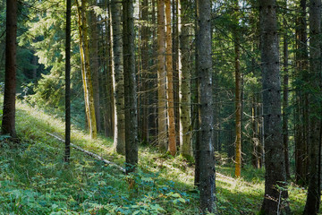 Landscape with green pine forest on slope