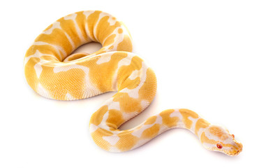 Ball python in studio