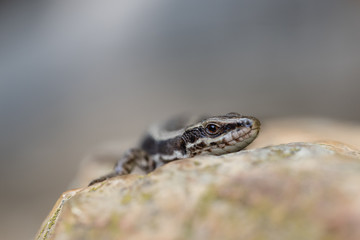 Eidechse auf einem Stein