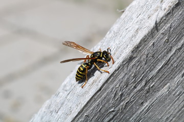 Lonely wasp...