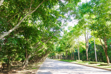 Asphalt road are garden tree and forest in Thailand with green grass with copy space. For background and landscape.