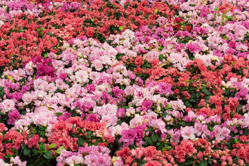 Beautiful of colorful rose flowers bouquet on field in green garden background.