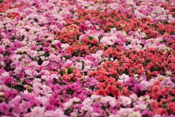 Beautiful of colorful rose flowers bouquet on field in green garden background.