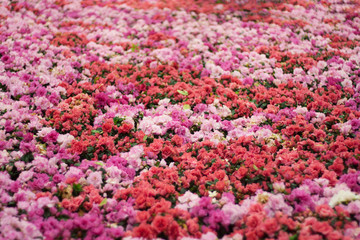 Beautiful of colorful rose flowers bouquet on field in green garden background.