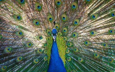 Obraz premium Peacock