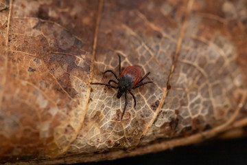 Female castor bean tick (Ixodes ricinus)