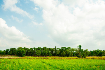 Fototapeta na wymiar Green field with green forest background, Beautiful grass field with blue sky clouds, Green rice tree in Thailand