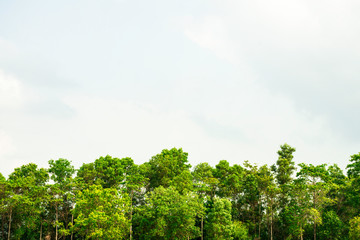 Green tree with blue sky cloud, Beautiful green forest with copy space of blue sky for create your text, Background of green leaves on top of tree