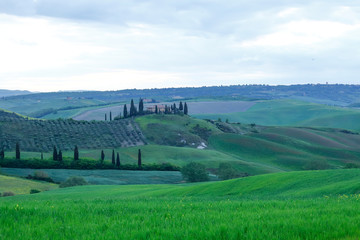 The landscape of Val d'Orcia: green meadows and cypresses. Hills of Tuscany. Val d'Orcia landscape in spring