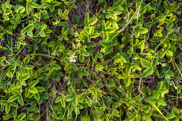 The leaves of young strawberries in the field top view