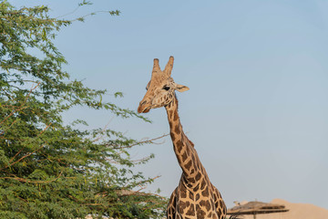 Beautiful wild animal tall Giraffe in Al Ain Zoo Safari Park, United Arab Emirates