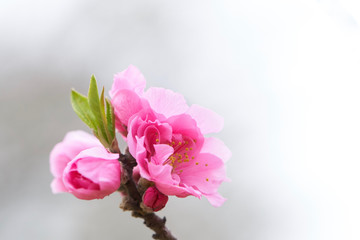 桃の花　開花　アップ