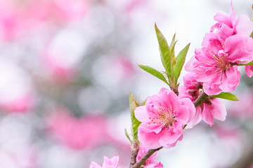 桃の花　背景素材