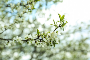 Beautiful blossoming branch outdoors on spring day