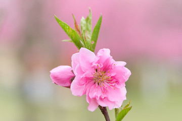 ハナモモ　枝先　開花