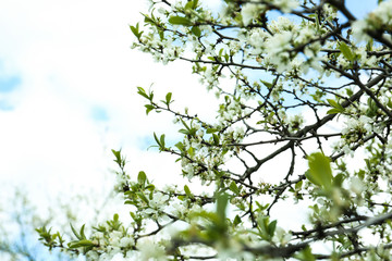 Beautiful blossoming branches outdoors on spring day
