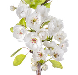Beautiful blooming branch on white background