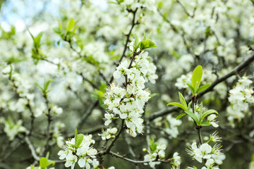 Beautiful blossoming branches outdoors on spring day