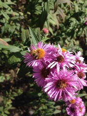 Obraz premium Flower